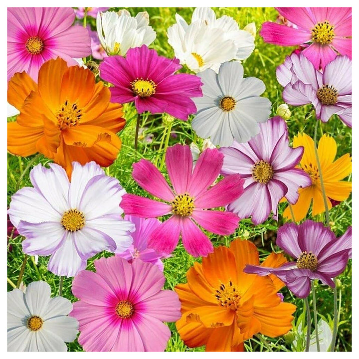 Pink Cosmos Bipinnatus Planting Home Garden Flower Border Flower Seeds Home Garden | Neera Seeds product photo [neera-v4-4d2dda30fab1a4746639]