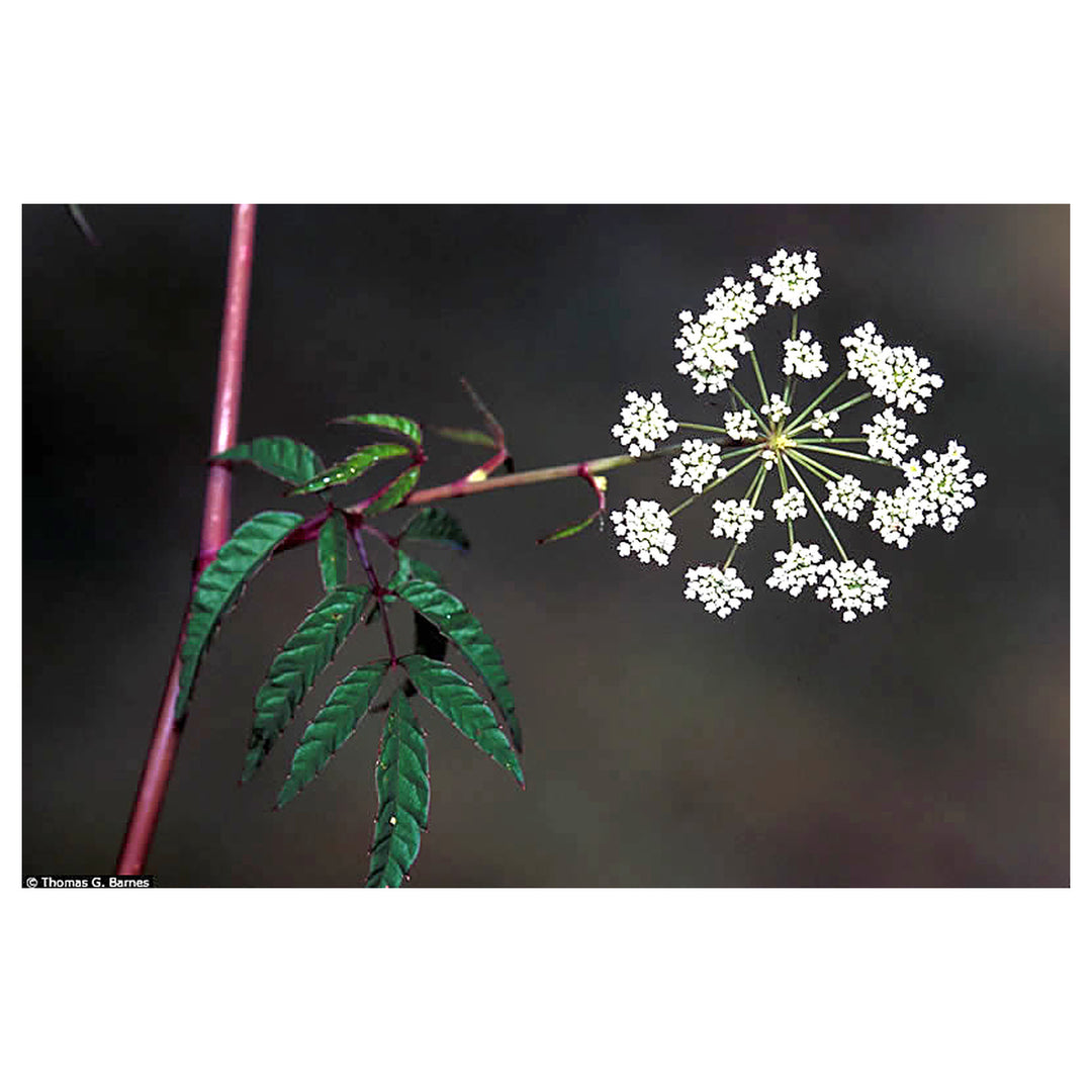 Heirloom Non-GMO Cicuta Maculata Flower Seeds for Planting – Unique Wetland Wildflower Blooms | Neera Seeds product photo [neera-v4-4d3de13f23ec374462f4]