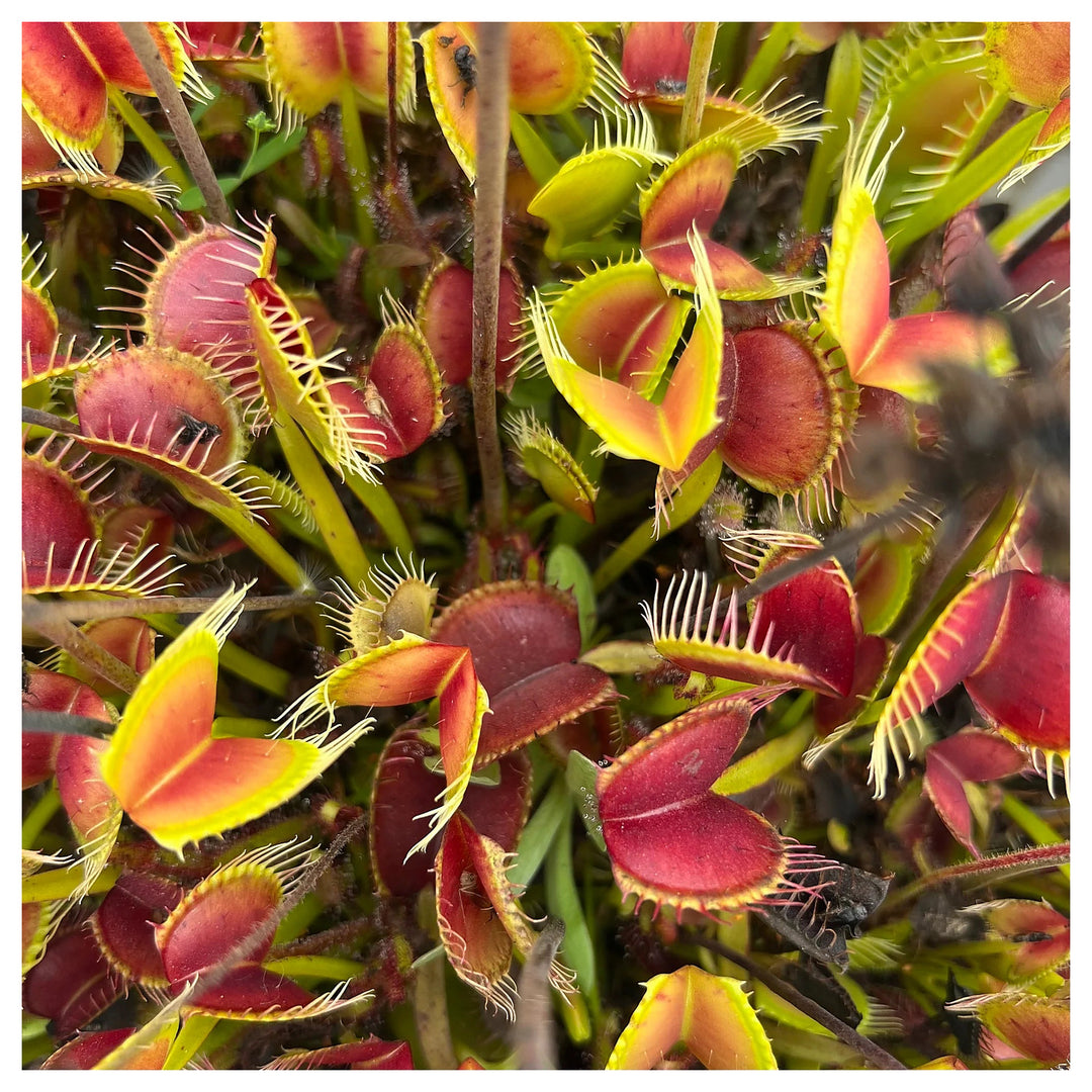 Red Catching Plant Venus Fly Trap Insectivorous Seeds for Planting – Heirloom, Non-GMO, High Germination | Neera Seeds product photo [neera-v4-4d422af3dec8a08abb19]