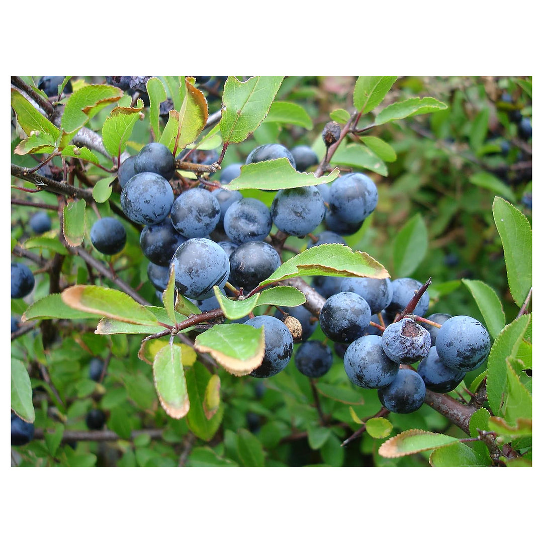 Blackthorn Fruit Seeds – Heirloom, Non-GMO, High Germination Organic Garden Seeds for Planting Hardy, Tasty Fruits | Neera Seeds product photo [neera-v4-4d50ed8c82f4099dcd0a]