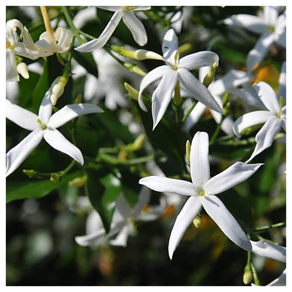 Forest Jasmine Jasminum abyssinicum Flower Seeds for Planting – Heirloom, Non-GMO Vine Seed | Neera Seeds product photo [neera-v4-4d53017b20d8406802f6]