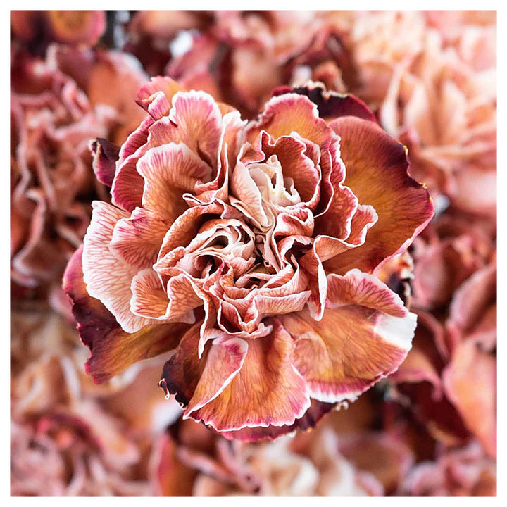 Brown White Carnation Flower Seeds for Planting – Heirloom, Non-GMO, High Germination Bicolor Fragrant Bloom Seeds | Neera Seeds product photo [neera-v4-4d7d14ed1cfd229ca058]