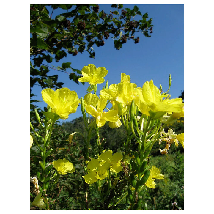 Heirloom Non-GMO Oenothera Biennis Flower Seeds for Planting – Medicinal Evening Primrose Garden Blooms | Neera Seeds product photo [neera-v4-4d8fa4dac057c57f685f]