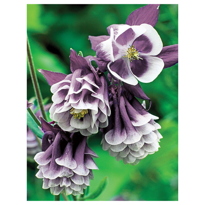 Heirloom Non-GMO Aquilegia Columbine Flower Seeds – High Germination Organic Garden Seeds for Elegant Perennials | Neera Seeds product photo [neera-v4-4da5788d1351a4b19855]