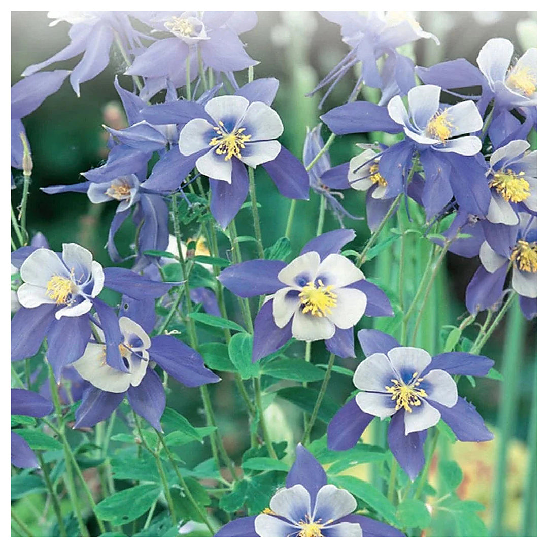 Columbine Flower Seeds for Planting 100 pcs | Neera Seeds product photo [neera-v4-4da6dd51eb82ebb1f040]