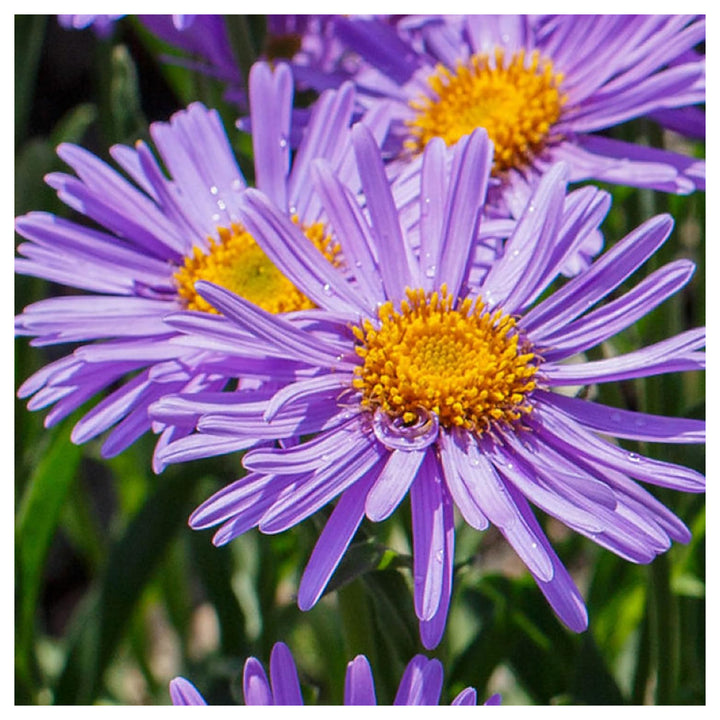 Aster Alpinus Flower Seeds – Heirloom, Non-GMO Alpine Garden Blooms | Neera Seeds product photo [neera-v4-4dae445a9c4769a6c15c]
