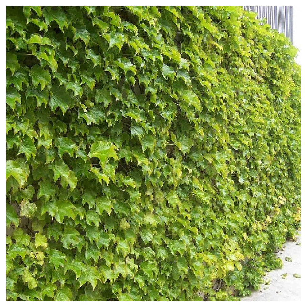 Parthenocissus Tricuspidata Flower Seeds – Heirloom, Non-GMO, Climbing Vine Blooms for Garden Planting | Neera Seeds product photo [neera-v4-4daf42eca975cf9207e1]