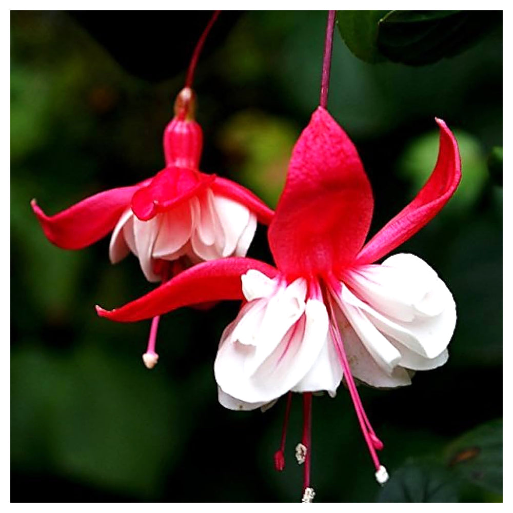 Heirloom Non-GMO Red White Fuchsia Flower Seeds for Planting – Vibrant Blooms for Home Garden | Neera Seeds product photo [neera-v4-4db153bf8f110c8a0339]