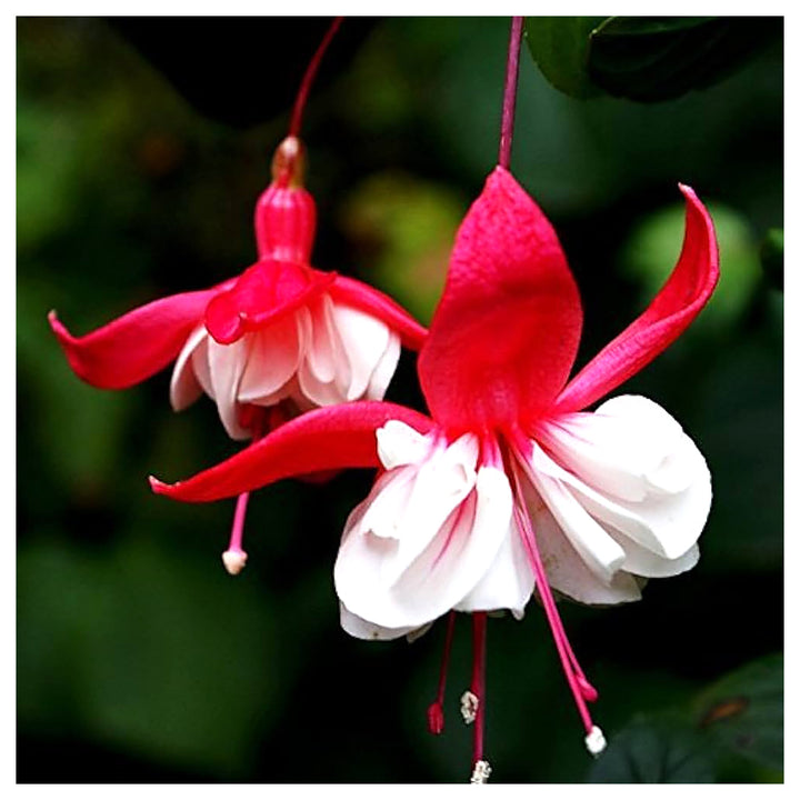 Heirloom Non-GMO Red White Fuchsia Flower Seeds for Planting – Vibrant Blooms for Home Garden | Neera Seeds product photo [neera-v4-4db153bf8f110c8a0339]