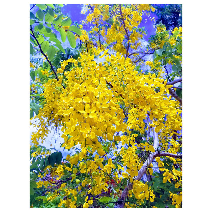 Light Yellow Crape Myrtle Tree Seeds for Planting – Fast-Growing Ornamental Flowering Tree | Neera Seeds product photo [neera-v4-4db18c6b568b8c3920b3]