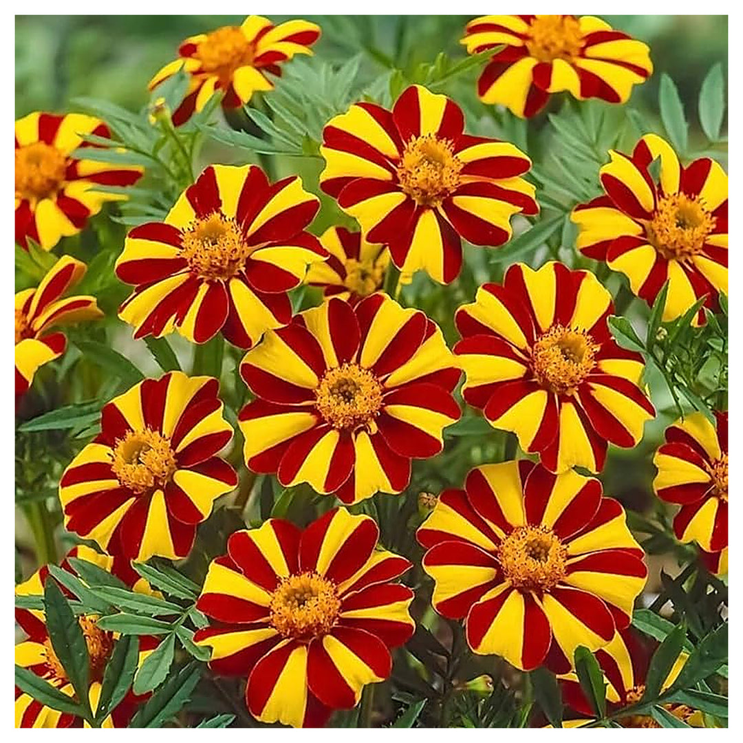 Heirloom Marigold Mr. Majestic Flower Seeds, Non-GMO Striped Blooms for Vibrant Garden Planting | Neera Seeds product photo [neera-v4-4db9ba9d93371976b8a0]