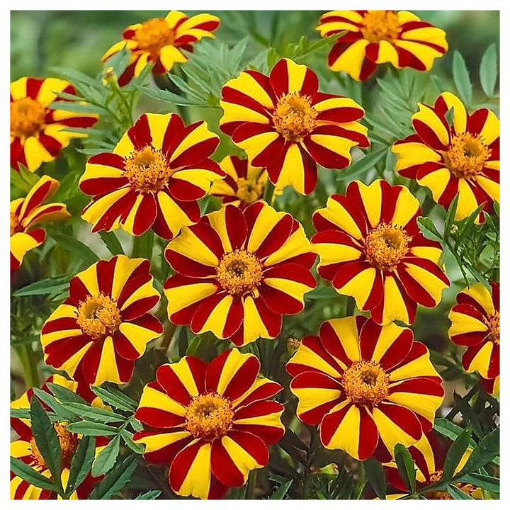Heirloom Marigold Mr. Majestic Flower Seeds, Non-GMO Striped Blooms for Vibrant Garden Planting | Neera Seeds product photo [neera-v4-4db9ba9d93371976b8a0]