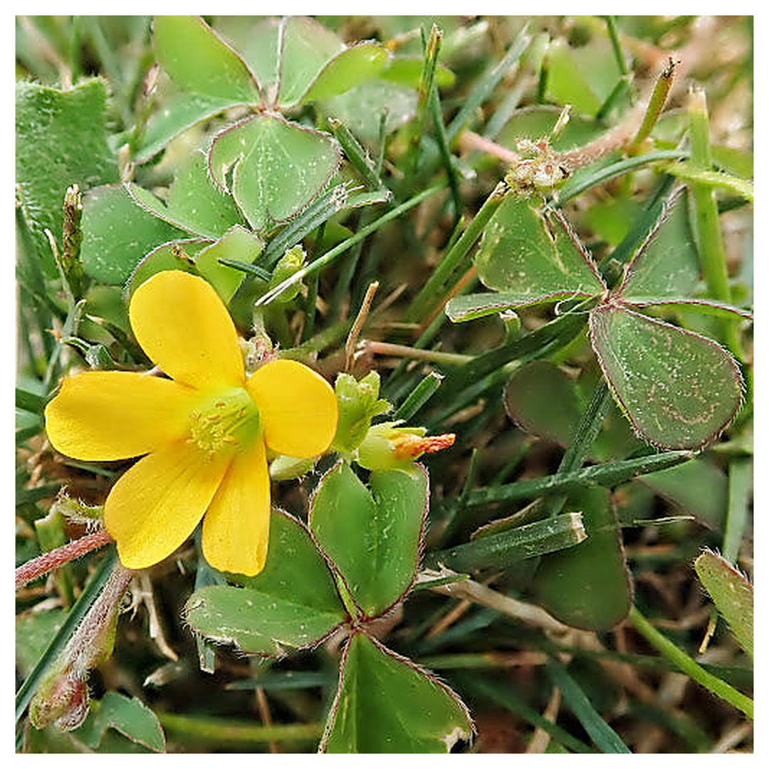 Yellow Oxalis Versicolor Seeds – Heirloom, Non-GMO Flower Seeds for Planting | Neera Seeds product photo [neera-v4-4dbaee75e4ab81cfde3a]
