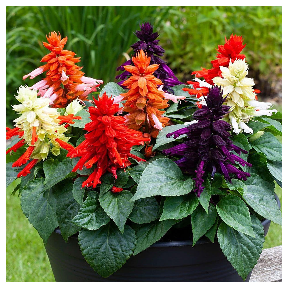 Salvia Flower Seeds – Heirloom Non-GMO Seeds for Planting Pollinator-Friendly Vibrant Organic Garden | Neera Seeds product photo [neera-v4-4dc02340c3562b80823e]