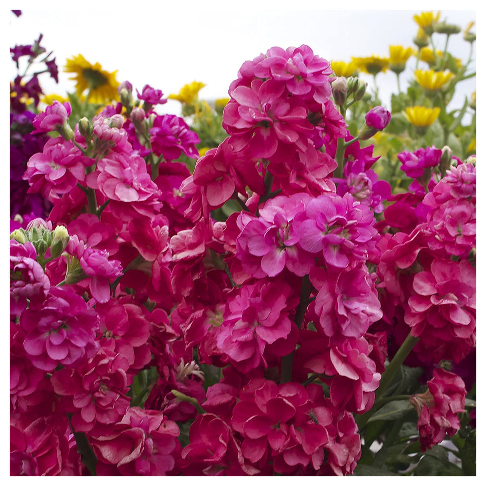 Maroon Matthiola Incana Flower Seeds for Planting – Fragrant Stock Flowers, Long-Blooming Garden Favorite | Neera Seeds product photo [neera-v4-4dc816ce10a2b50dc21c]