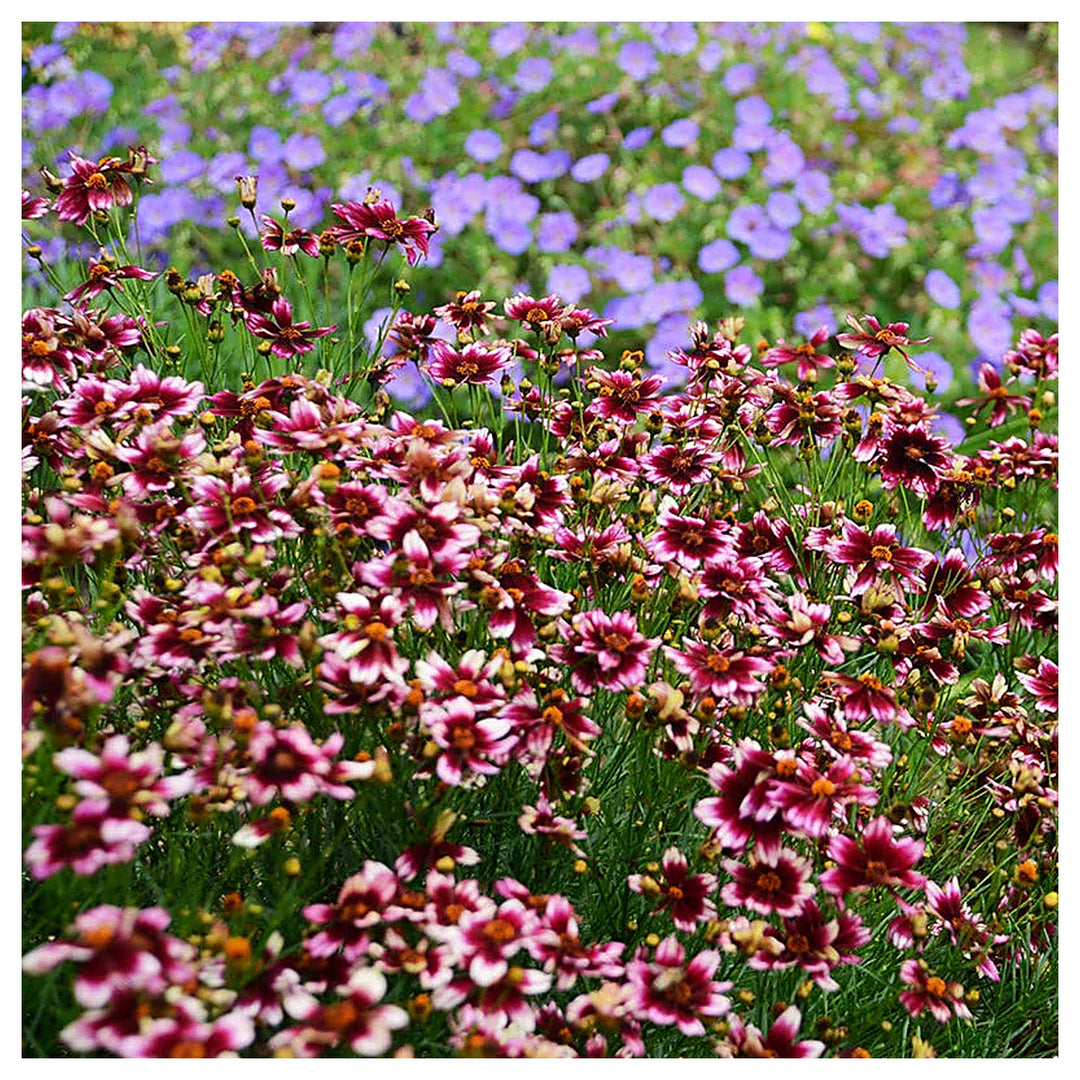 Heirloom Non-GMO Berry Chiffon Coreopsis Flower Seeds for Planting – Organic Garden Seeds with High Germination | Neera Seeds product photo [neera-v4-4dda5f224f83bd15f65b]