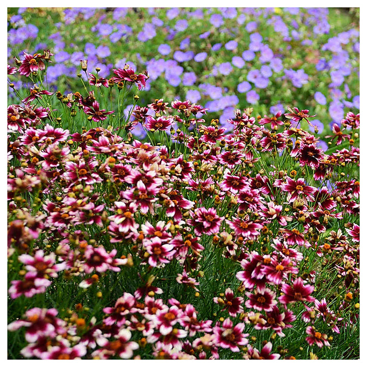 Heirloom Non-GMO Berry Chiffon Coreopsis Flower Seeds for Planting – Organic Garden Seeds with High Germination | Neera Seeds product photo [neera-v4-4dda5f224f83bd15f65b]