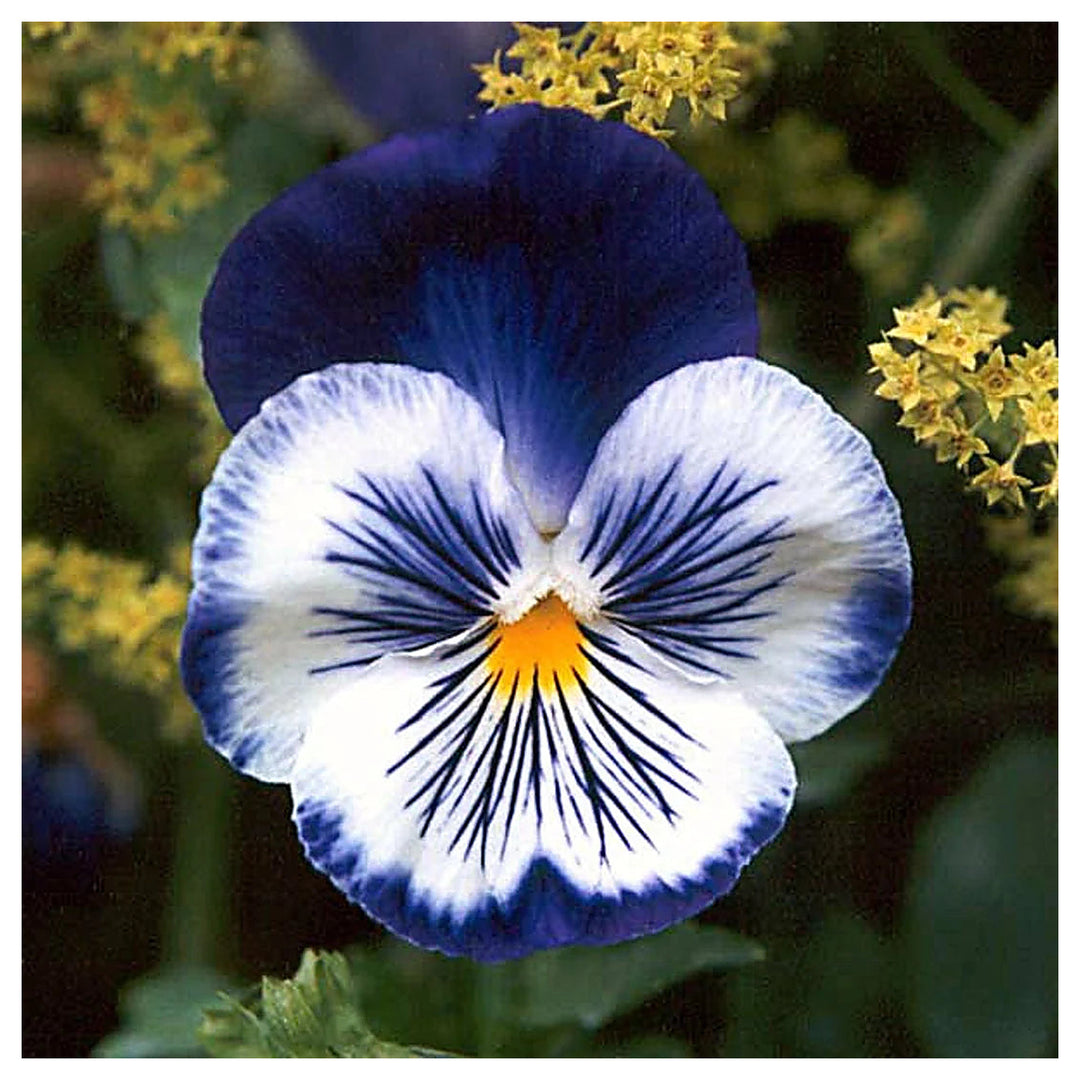 Fresh Blue Mix Pansy Heirloom Non-GMO Seeds for Planting – High Germination Organic Garden Seeds | Neera Seeds product photo [neera-v4-4de234897349bc7faba7]