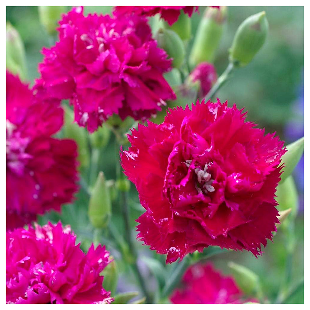 Pink Dianthus Caryophyllus Flower Seeds – Heirloom Non-GMO, High Germination Organic Garden Seeds for Planting | Neera Seeds product photo [neera-v4-4de90afe2b7ef90fd56c]