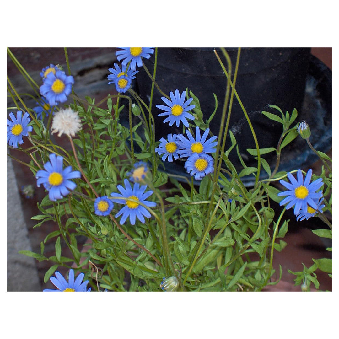 Blue Felicia Amelloides Flower Seeds for Planting - NON GMO Seeds | Neera Seeds product photo [neera-v4-4def553276232dbcd7d5]