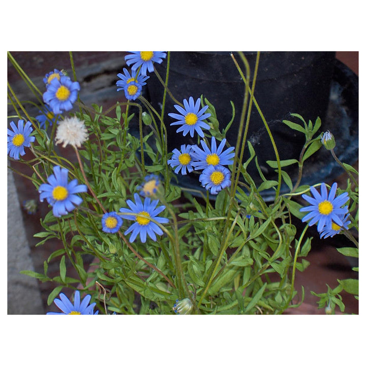 Blue Felicia Amelloides Flower Seeds for Planting - NON GMO Seeds | Neera Seeds product photo [neera-v4-4def553276232dbcd7d5]