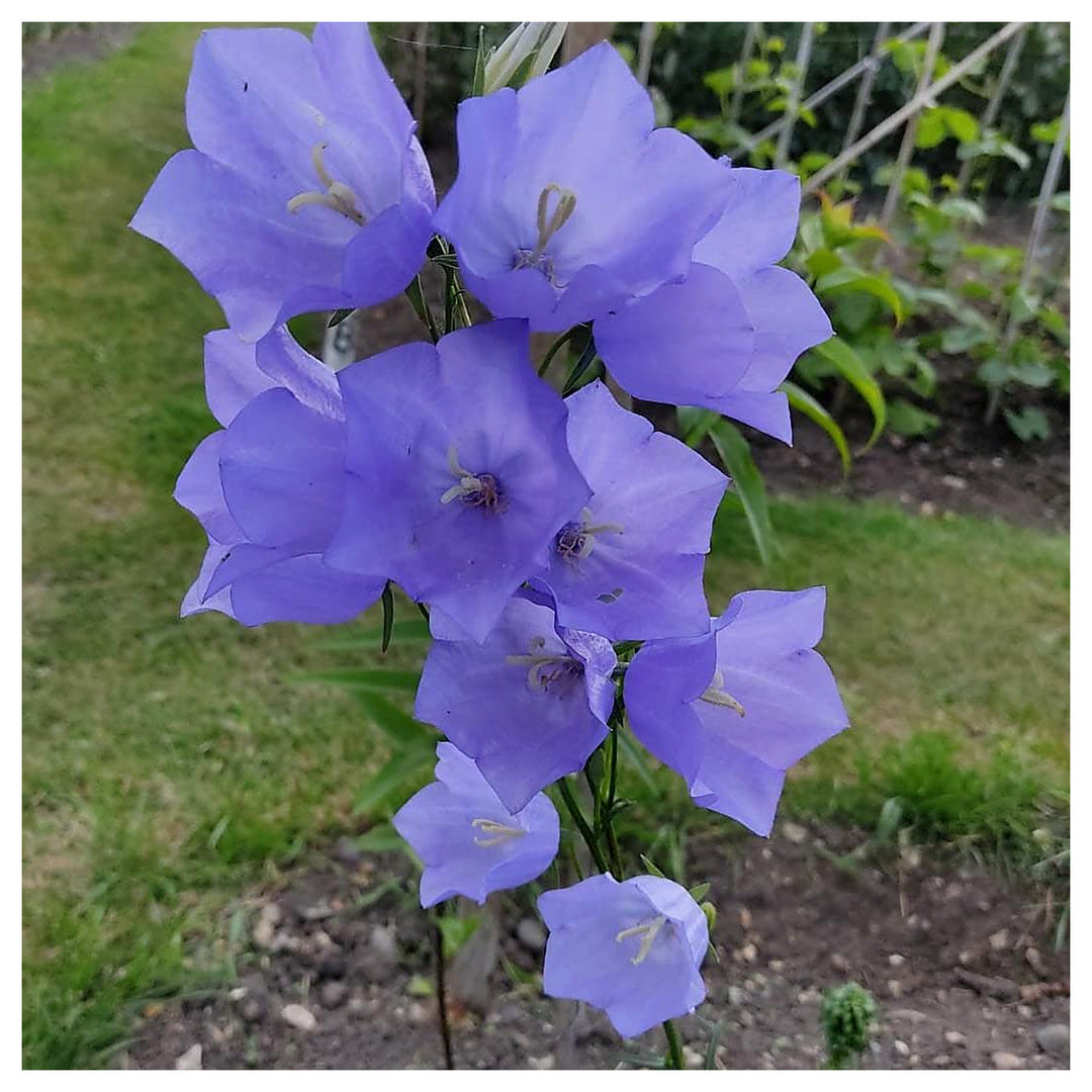 Peachleaf Bellflower Campanula Persicifolia Planting Flower Bed Yard Flower Seeds Home | Neera Seeds product photo [neera-v4-4df3d47ecb730a23dc04]