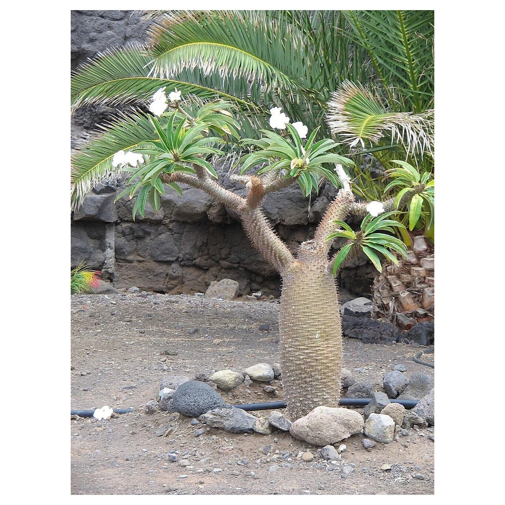 White Pachypodium Lamerei Plant Seeds for Planting, 100 pcs | Neera Seeds product photo [neera-v4-4e03c31f1e468617058f]