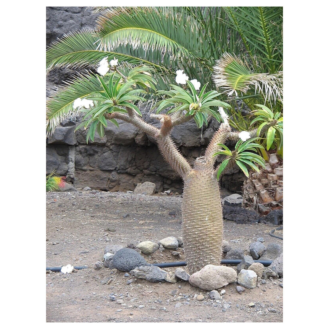 White Pachypodium Lamerei Plant Seeds for Planting, 100 pcs | Neera Seeds product photo [neera-v4-4e03c31f1e468617058f]