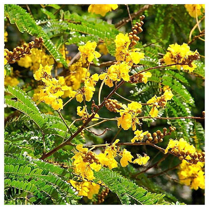 Heirloom Non-GMO Peltophorum Flower Seeds for Planting – Yellow Flame Tree Seeds for Garden Landscaping | Neera Seeds product photo [neera-v4-4e070f6478ca95679948]