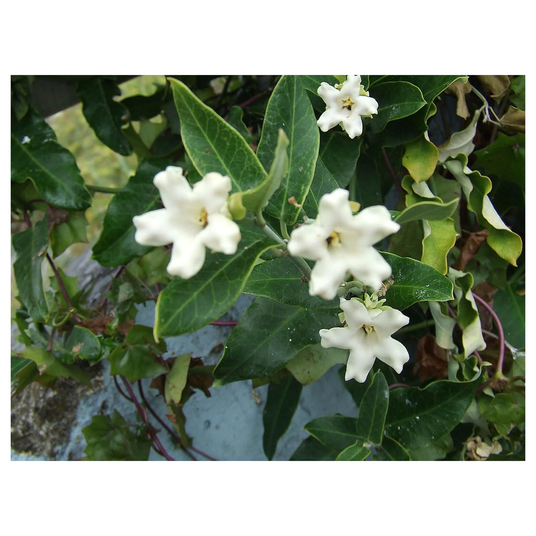 Heirloom Non-GMO Araujia Flower Seeds for Planting – Fast-Growing Climbing Ornamental Blooms | Neera Seeds product photo [neera-v4-4e1f8b31a9db2a2c1b70]