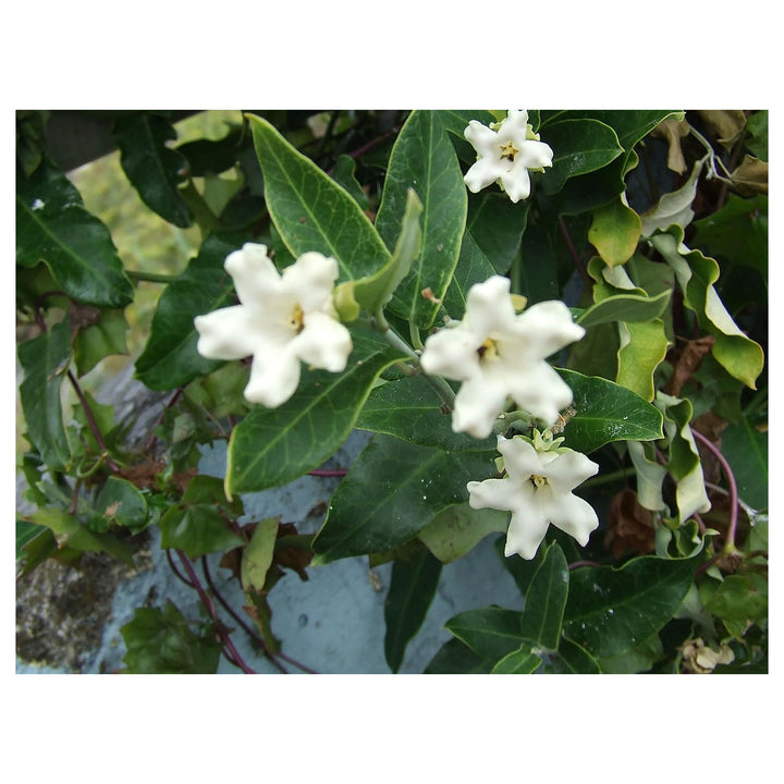 Heirloom Non-GMO Araujia Flower Seeds for Planting – Fast-Growing Climbing Ornamental Blooms | Neera Seeds product photo [neera-v4-4e1f8b31a9db2a2c1b70]