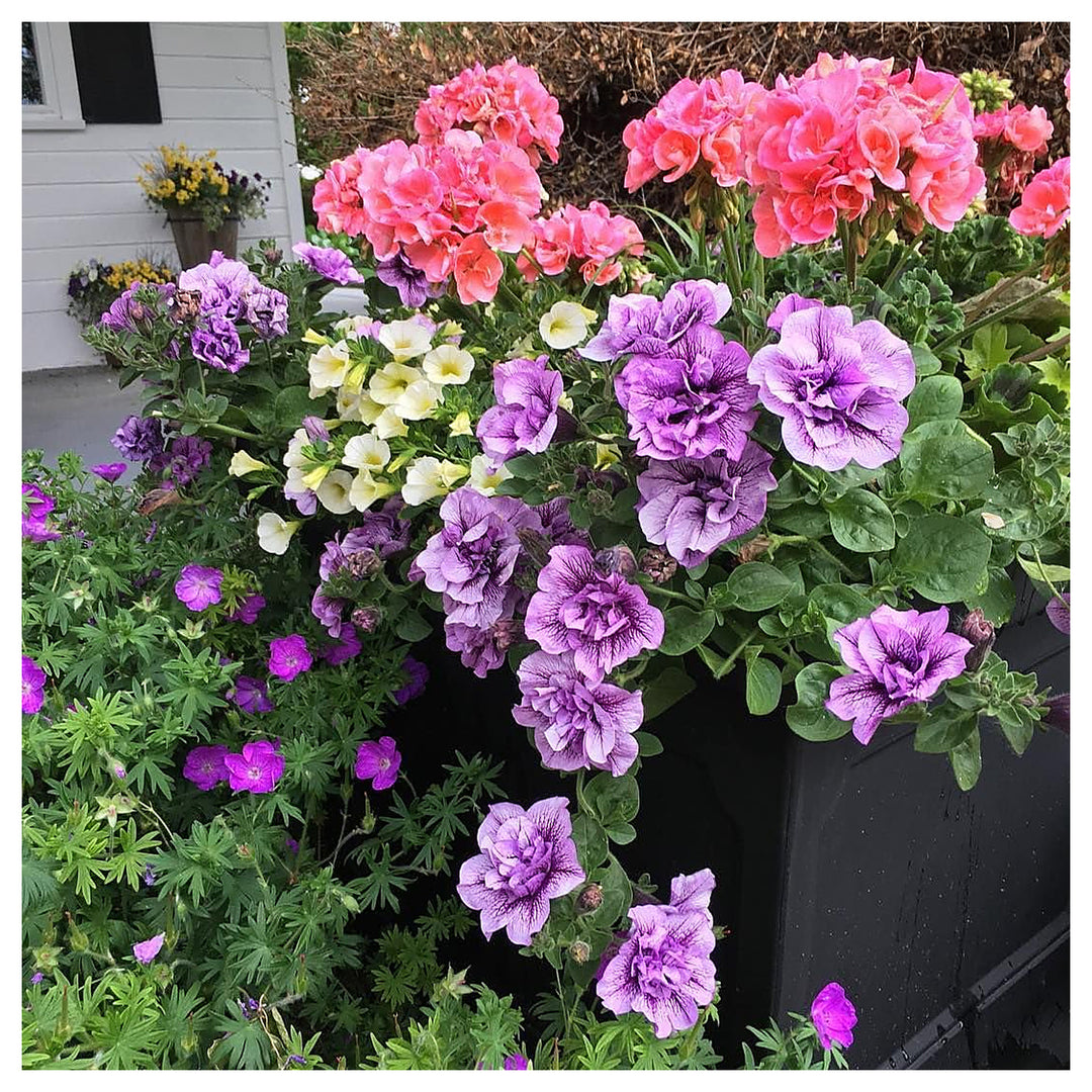 Purple Petunia Petunia Hybrida Flower For Planting Ideal For Garden Borders Hanging Baskets | Neera Seeds product photo [neera-v4-4e31dbd750c4fdc665af]