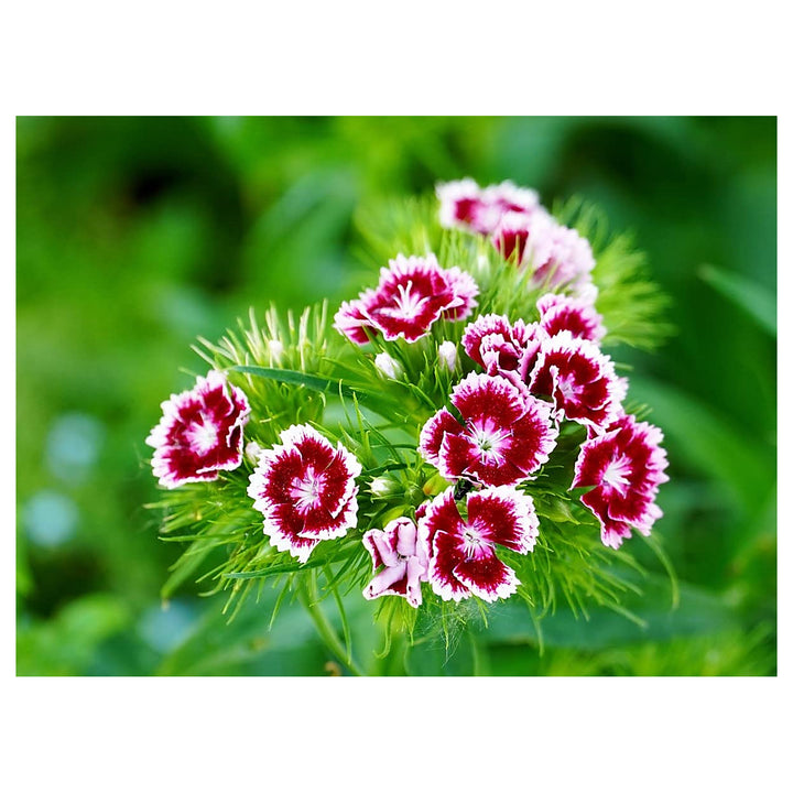 Dianthus Dianthus Barbatus Sonata Mix Flower For Planting Ideal For Home Garden Borders | Neera Seeds product photo [neera-v4-4e422c2f1fc1d0dcead9]