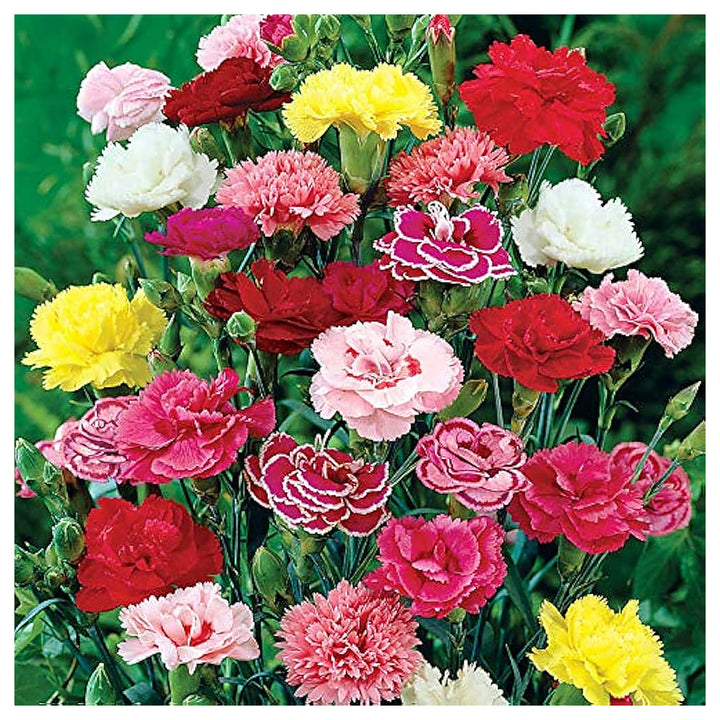 Limetten Prix Carnation For Planting Dianthus Caryophyllus For Flower Beds And Gardens Flower Seeds | Neera Seeds product photo [neera-v4-4e4c771e411d49124dff]