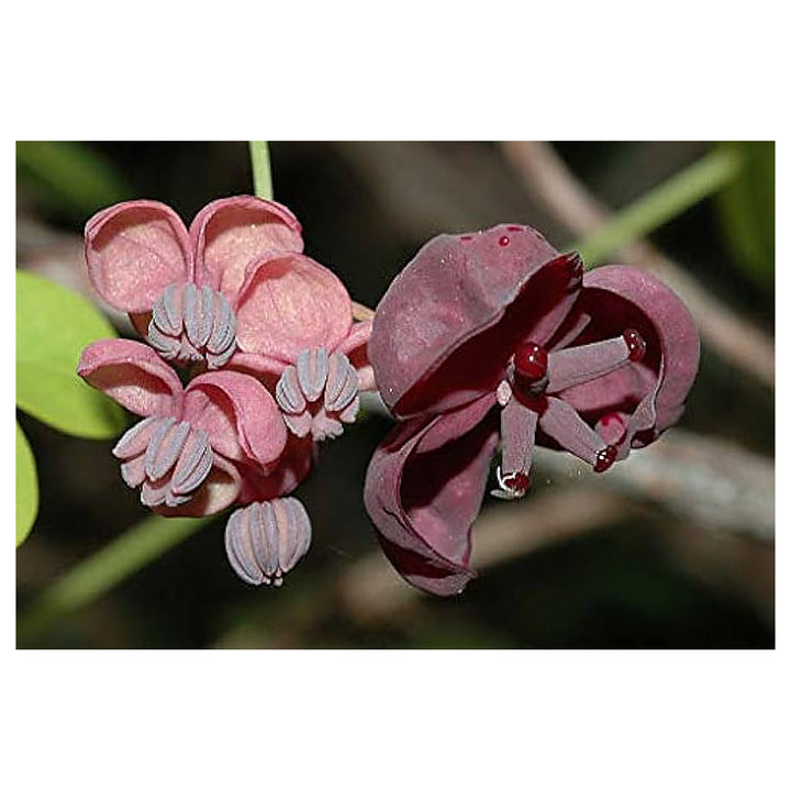 Heirloom Akebia Flower Seeds for Planting – Non-GMO, High Germination Fragrant Vining Garden Blooms | Neera Seeds product photo [neera-v4-4e51366dc40e7691a463]