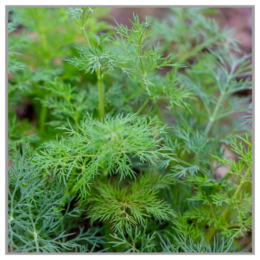 Green Dill Herb Plant Seeds for Planting – Culinary and Aromatic Gardens, Heirloom Non-GMO Organic Garden Seeds | Neera Seeds product photo [neera-v4-4e929bb9131865dc1d5c]
