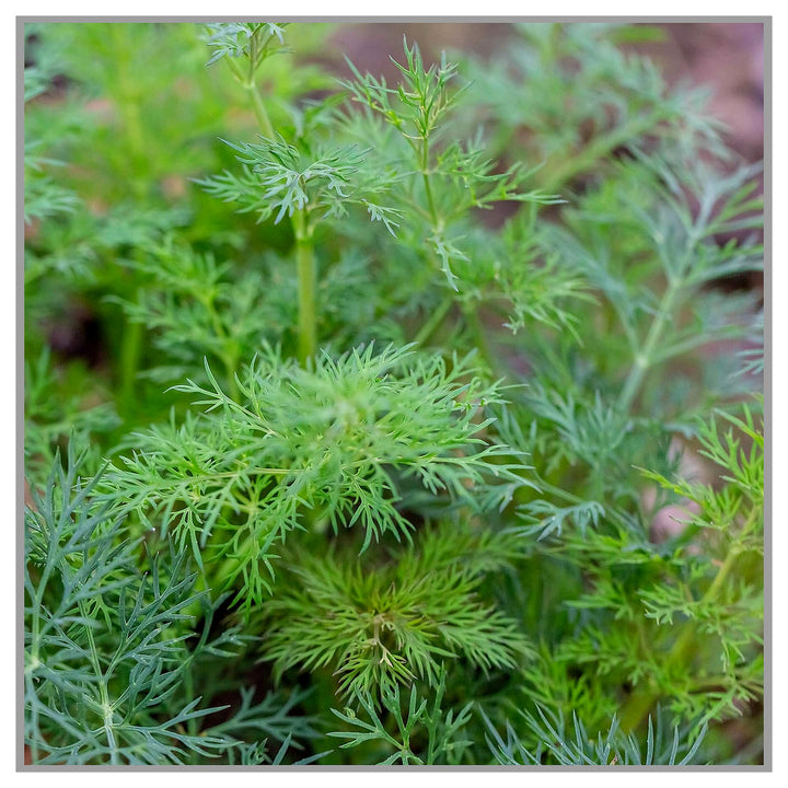 Green Dill Herb Plant Seeds for Planting – Culinary and Aromatic Gardens, Heirloom Non-GMO Organic Garden Seeds | Neera Seeds product photo [neera-v4-4e929bb9131865dc1d5c]