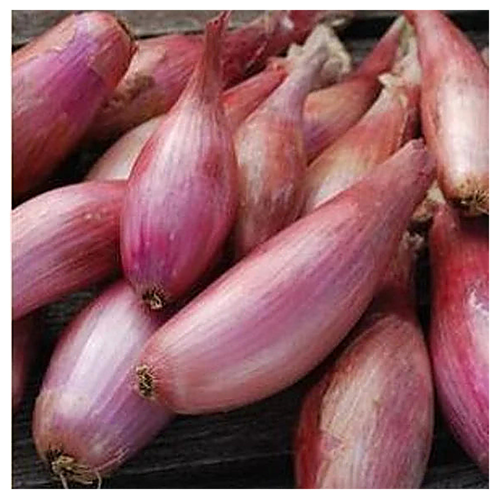 Onion Shallots (Scallions) Vegetable Seeds for Planting – Heirloom, Non-GMO, Organic Garden Seeds | Neera Seeds product photo [neera-v4-4e9630de802d430d6d6d]