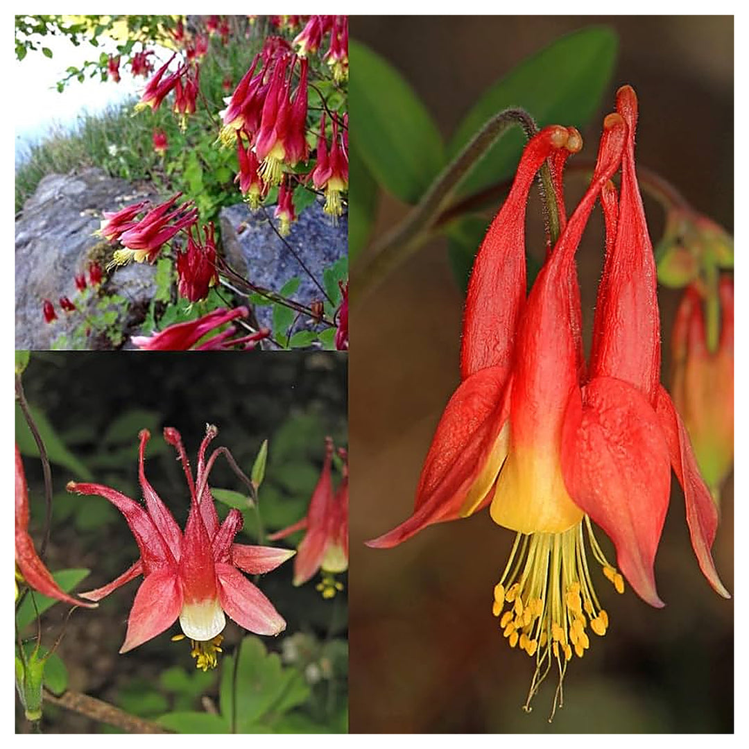 Red Aquilegia Canadensis Flower Seeds for Planting – Heirloom Non-GMO Organic Garden Seeds, High Germination | Neera Seeds product photo [neera-v4-4ea5d1d11436bd2636e1]