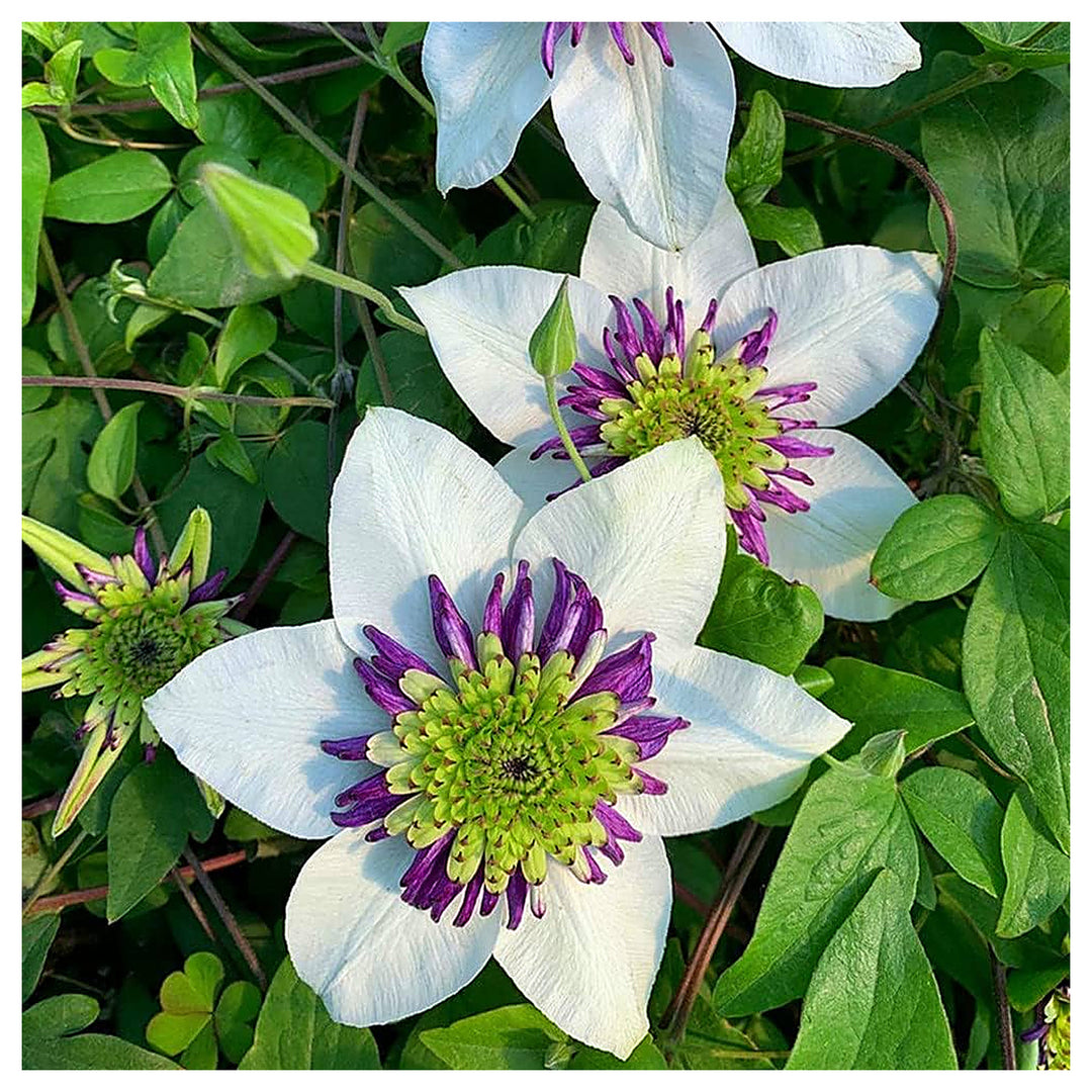 Heirloom Non-GMO White Purple Clematis Flower Seeds for Planting – Bicolor Climbing Vine Seeds | Neera Seeds product photo [neera-v4-4eabe4b983f7acf4e371]