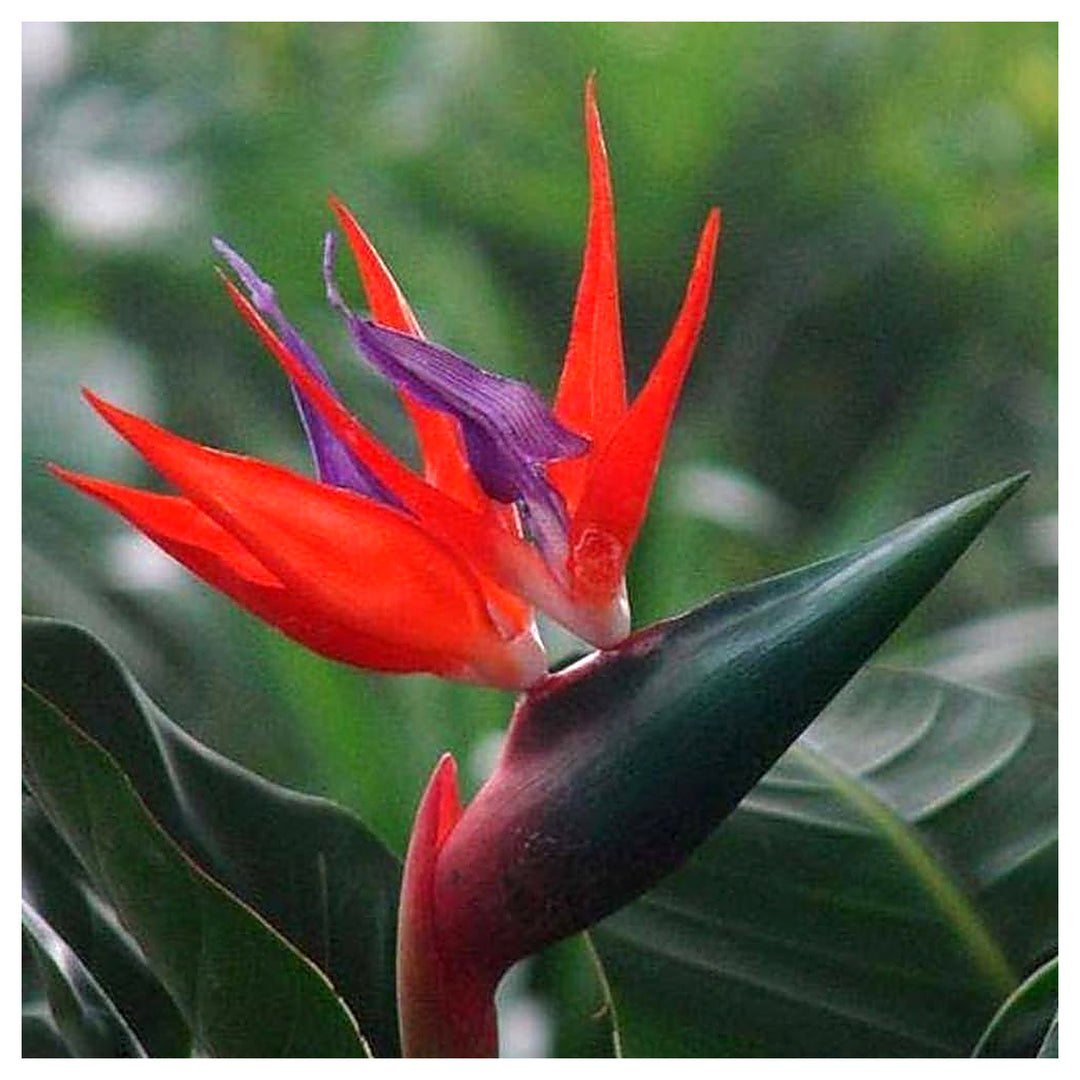 Red Strelitzia Reginae Flower Seeds for Planting – Heirloom, Non-GMO, High Germination Exotic Tropical Garden Seeds | Neera Seeds product photo [neera-v4-4ebf7f7a8d4296763769]