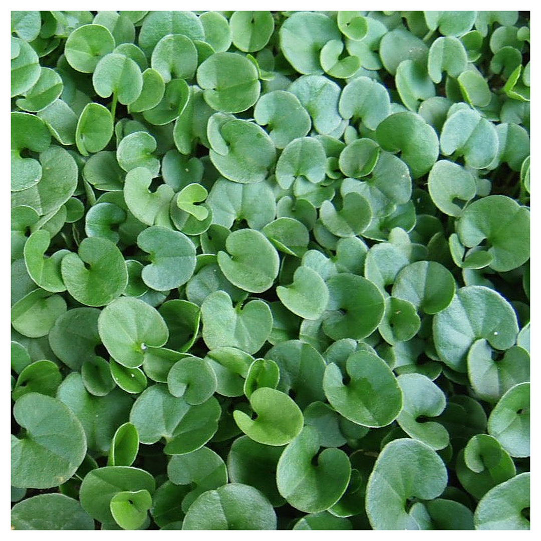 Dichondra Repens Plant Seeds For Planting Heirloom Non-GMO Lush Ground Cover High Germination Organic Garden Seeds  | Neera Seeds product photo [neera-v4-4ec1d1dcf4898fecb370]