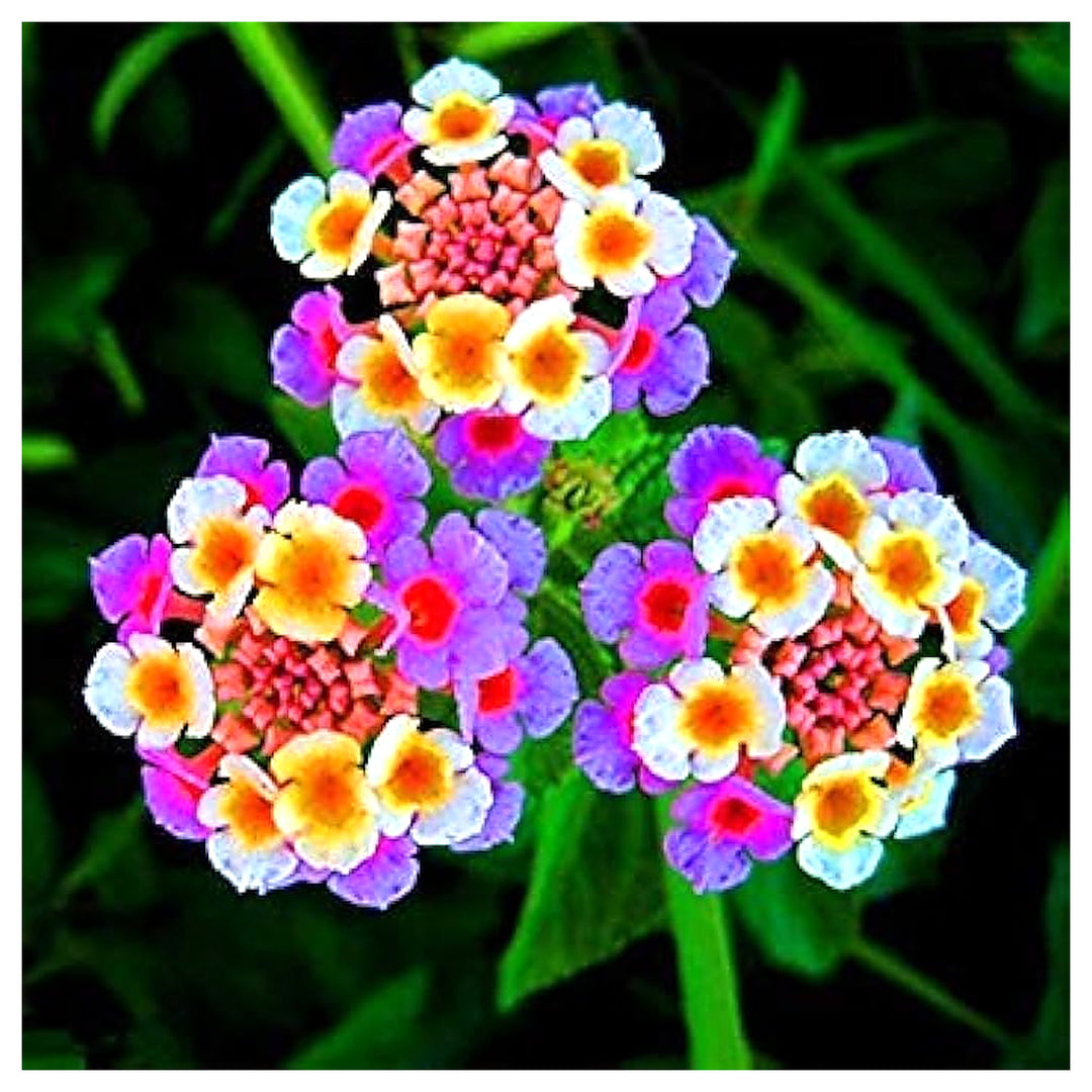 Mixed Lantana Camara Flower Seeds – Organic, Heirloom, Non-GMO Seeds for Planting | Neera Seeds product photo [neera-v4-4ecab4dbfdf839bdbc9a]