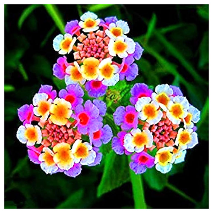 Mixed Lantana Camara Flower Seeds – Organic, Heirloom, Non-GMO Seeds for Planting | Neera Seeds product photo [neera-v4-4ecab4dbfdf839bdbc9a]