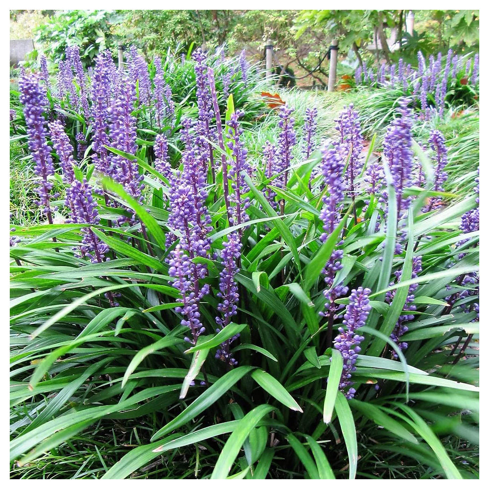 Monkey Grass Seeds for Planting – Low Maintenance Ground Cover, Drought Tolerant, Heirloom & Non-GMO Seeds | Neera Seeds product photo [neera-v4-4ece3d527e12430457f7]