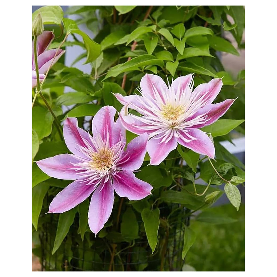 Clematis Josephine Rare Double Bloom Clematis Flower Flower Seeds for Home Garden Planting, Vibrant | Neera Seeds product photo [neera-v4-4ed6c833eaf9608ccd15]