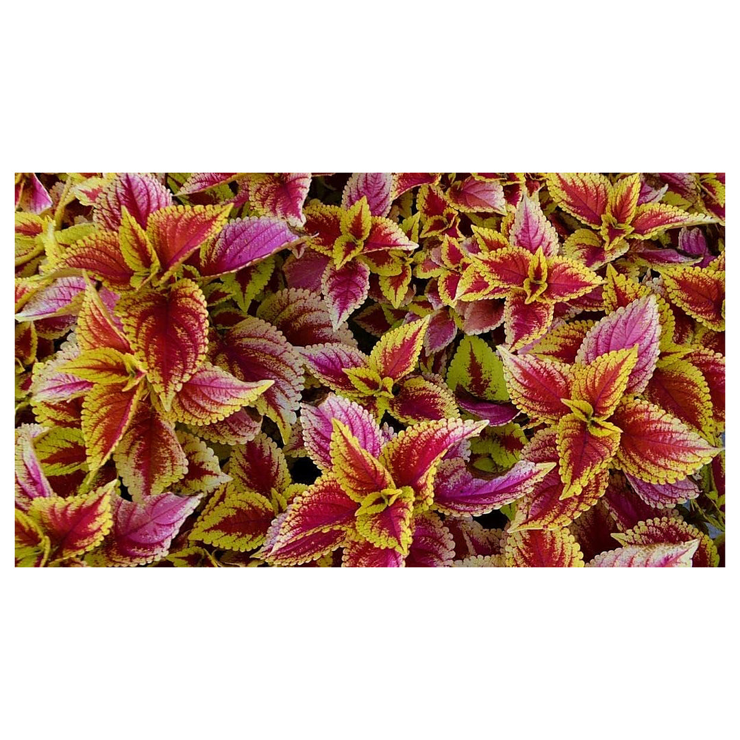 Pink Yellow Dragon Coleus Plant Seeds – Heirloom Non-GMO High Germination Organic Garden Seeds for Planting Vibrant | Neera Seeds product photo [neera-v4-4ed93ce2637901970753]