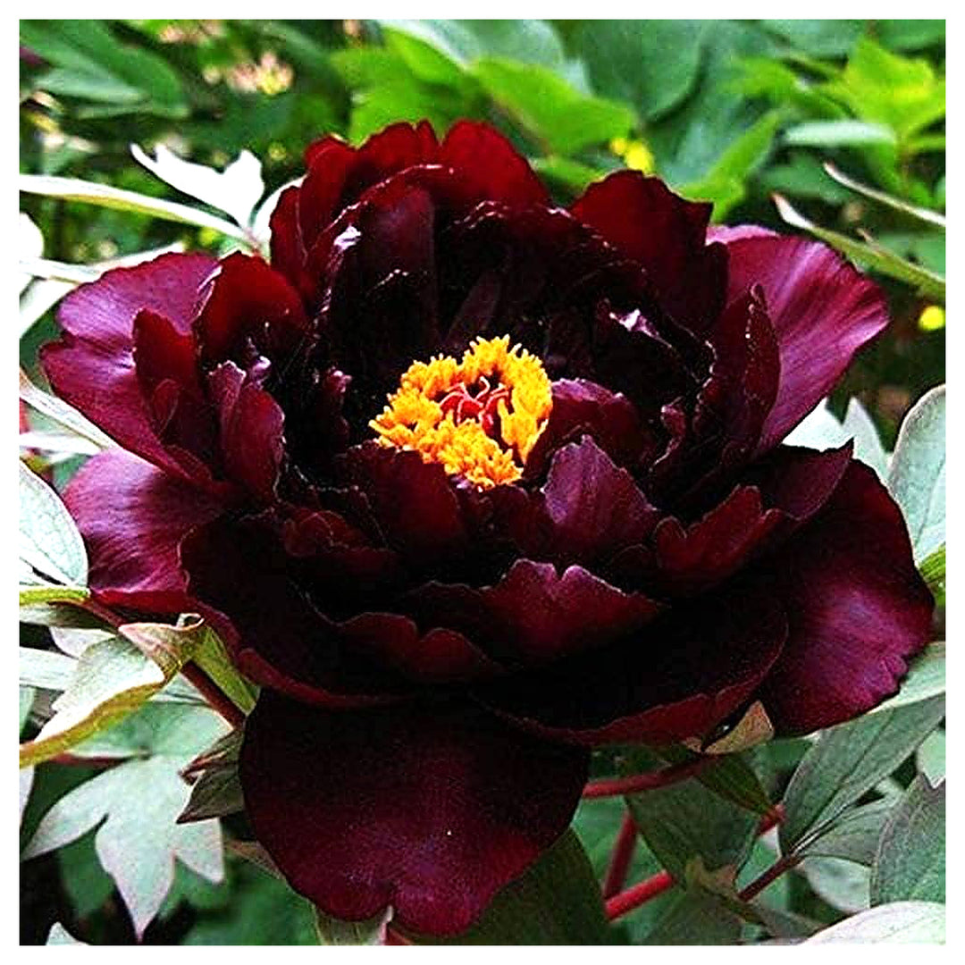 Peony Root Paeonia Suffruticosa For Planting In Flower Beds Or Courtyard Garden Flower Seeds for | Neera Seeds product photo [neera-v4-4ed9c7eb6f8ecc401670]