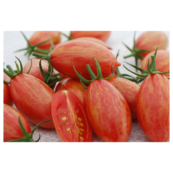 Tomato Cherry Artisan Pink Tiger Seeds for Planting – Heirloom, Non-GMO, High Germination Organic Garden Seeds | Neera Seeds product photo [neera-v4-4eee4df30714a368c8bd]