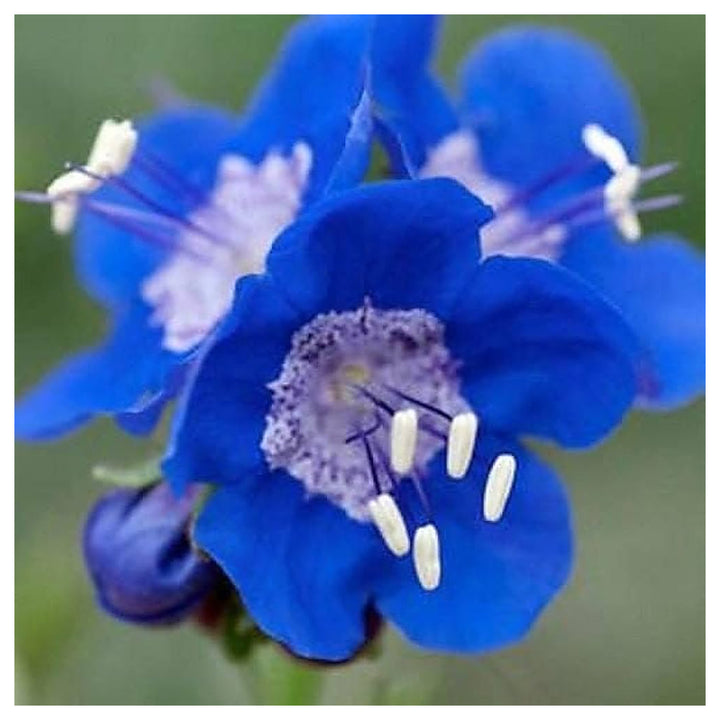 Bluebell Flower Seeds for Planting, Fresh, NON GMO Seeds | Neera Seeds product photo [neera-v4-4ef96b499bd2979a97f1]